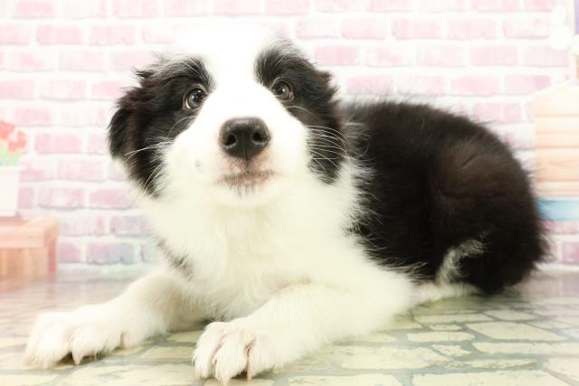 神奈川県のボーダーコリー (Coo&RIKU藤沢店/2025年10月18日生まれ/女の子/ブラックホワイト)の子犬の2枚目の画像