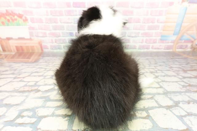 神奈川県のボーダーコリー (Coo&RIKU藤沢店/2025年10月18日生まれ/女の子/ブラックホワイト)の子犬の4枚目の画像