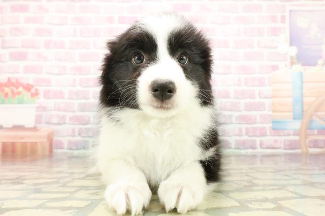 茨城県のボーダーコリー (Coo&RIKU水戸店/2025年10月18日生まれ/女の子/ブラックホワイト)の子犬の1枚目の画像