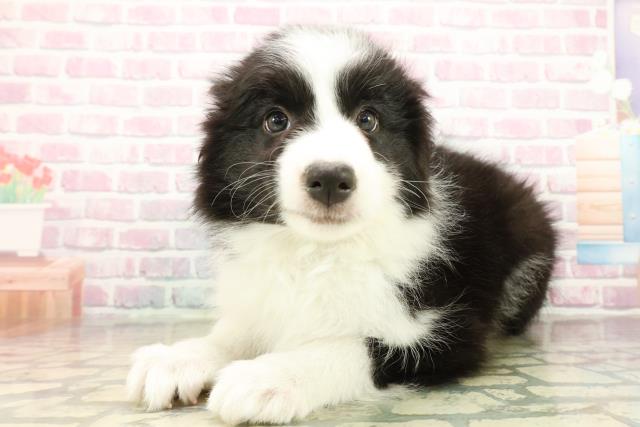 茨城県のボーダーコリー (Coo&RIKU水戸店/2025年10月18日生まれ/女の子/ブラックホワイト)の子犬の2枚目の画像