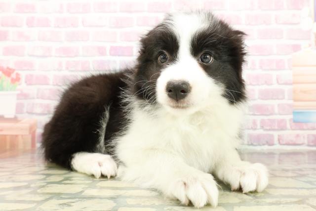 茨城県のボーダーコリー (Coo&RIKU水戸店/2025年10月18日生まれ/女の子/ブラックホワイト)の子犬の3枚目の画像