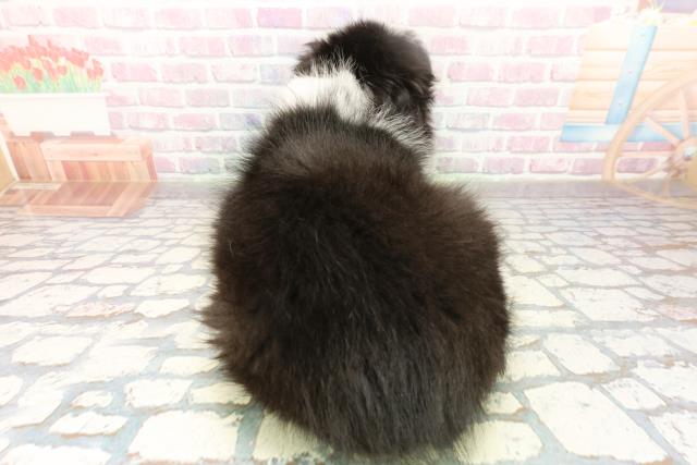 茨城県のボーダーコリー (Coo&RIKU水戸店/2025年10月18日生まれ/女の子/ブラックホワイト)の子犬の4枚目の画像