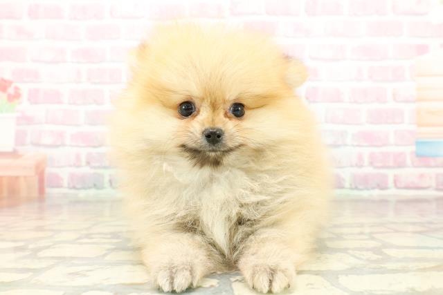 東京都のポメラニアン (Coo&RIKU阿佐ヶ谷店/2025年10月20日生まれ/男の子/オレンジ)の子犬の1枚目の画像