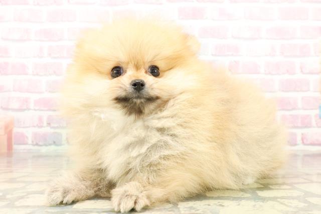 東京都のポメラニアン (Coo&RIKU阿佐ヶ谷店/2025年10月20日生まれ/男の子/オレンジ)の子犬の2枚目の画像