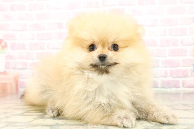 東京都のポメラニアン (Coo&RIKU阿佐ヶ谷店/2025年10月20日生まれ/男の子/オレンジ)の子犬の3枚目の画像