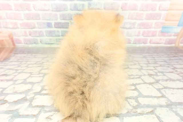 東京都のポメラニアン (Coo&RIKU阿佐ヶ谷店/2025年10月20日生まれ/男の子/オレンジ)の子犬の4枚目の画像