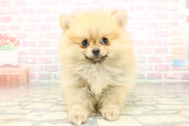 東京都のポメラニアン (Coo&RIKU高円寺店/2025年10月20日生まれ/女の子/オレンジ)の子犬の1枚目の画像