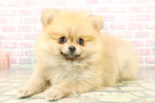 東京都のポメラニアン (Coo&RIKU高円寺店/2025年10月20日生まれ/女の子/オレンジ)の子犬の2枚目の画像