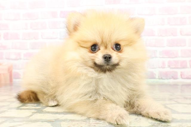 東京都のポメラニアン (Coo&RIKU高円寺店/2025年10月20日生まれ/女の子/オレンジ)の子犬の3枚目の画像