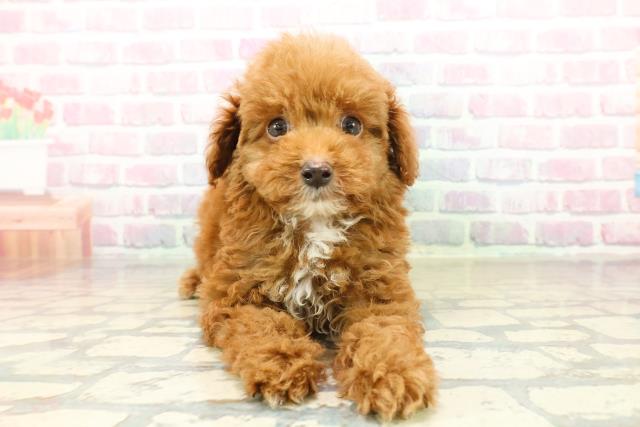 群馬県のトイプードル(トイ) (Coo&RIKUDCM館林店/2025年10月21日生まれ/男の子/レッド)の子犬の1枚目の画像