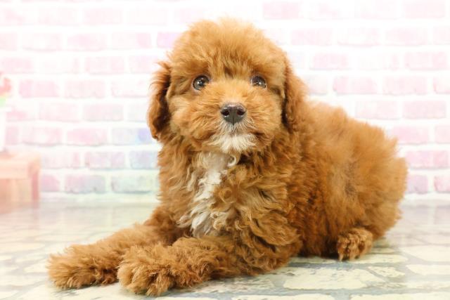 群馬県のトイプードル(トイ) (Coo&RIKUDCM館林店/2025年10月21日生まれ/男の子/レッド)の子犬の2枚目の画像