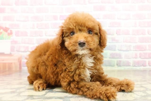 群馬県のトイプードル(トイ) (Coo&RIKUDCM館林店/2025年10月21日生まれ/男の子/レッド)の子犬の3枚目の画像