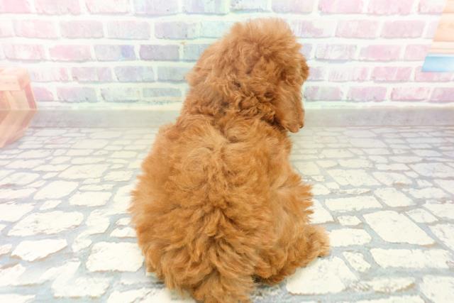 群馬県のトイプードル(トイ) (Coo&RIKUDCM館林店/2025年10月21日生まれ/男の子/レッド)の子犬の4枚目の画像