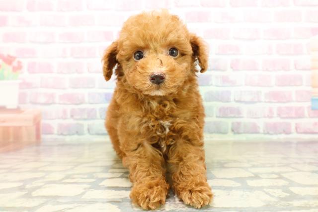 茨城県のトイプードル(トイ) (Coo&RIKUMEGAドン・キホーテ勝田店/2025年10月21日生まれ/男の子/レッド)の子犬の1枚目の画像