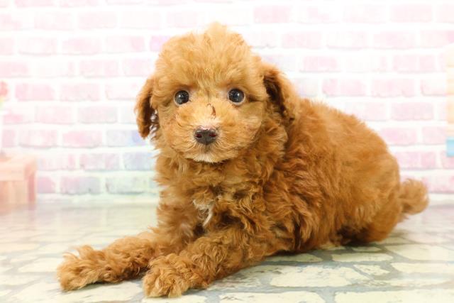 茨城県のトイプードル(トイ) (Coo&RIKUMEGAドン・キホーテ勝田店/2025年10月21日生まれ/男の子/レッド)の子犬の2枚目の画像