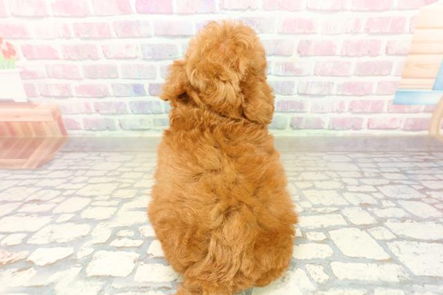 茨城県のトイプードル(トイ) (Coo&RIKUMEGAドン・キホーテ勝田店/2025年10月21日生まれ/男の子/レッド)の子犬の4枚目の画像