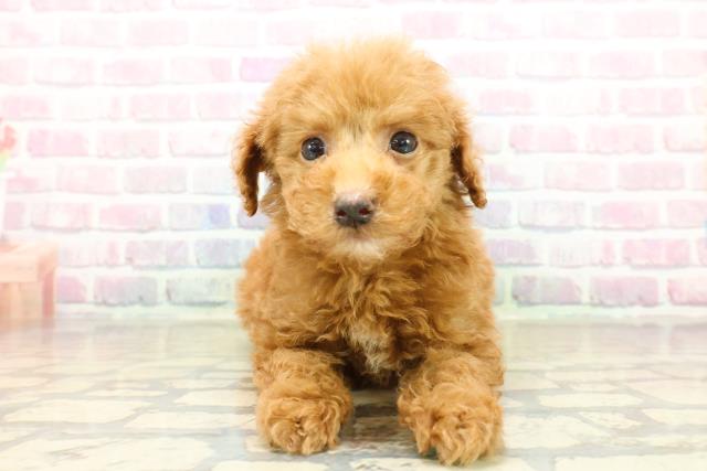 埼玉県のトイプードル(トイ) (Coo&RIKU桶川店/2025年10月21日生まれ/男の子/レッド)の子犬の1枚目の画像