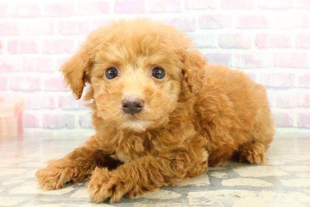 埼玉県のトイプードル(トイ) (Coo&RIKU桶川店/2025年10月21日生まれ/男の子/レッド)の子犬の2枚目の画像