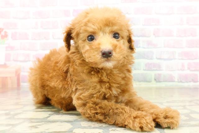 埼玉県のトイプードル(トイ) (Coo&RIKU桶川店/2025年10月21日生まれ/男の子/レッド)の子犬の3枚目の画像