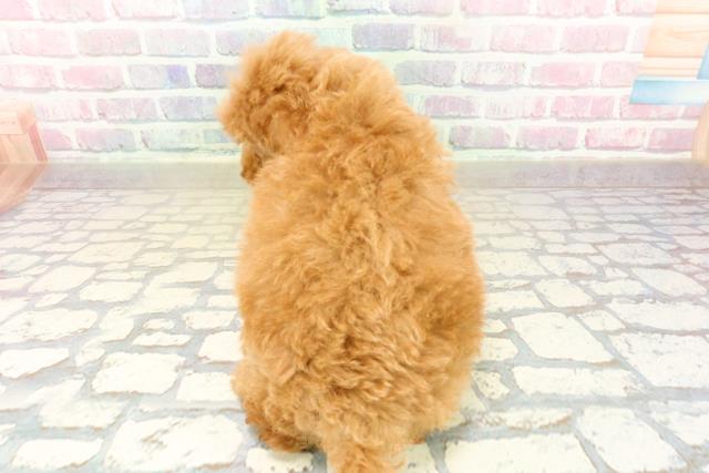 埼玉県のトイプードル(トイ) (Coo&RIKU桶川店/2025年10月21日生まれ/男の子/レッド)の子犬の4枚目の画像