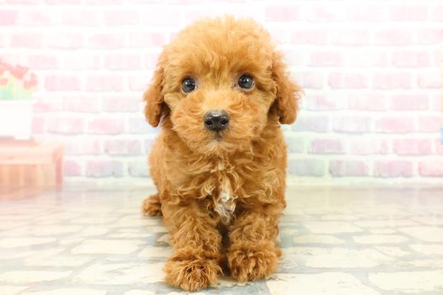 静岡県のトイプードル(トイ) (Coo&RIKU沼津店/2025年10月21日生まれ/女の子/レッド)の子犬の1枚目の画像