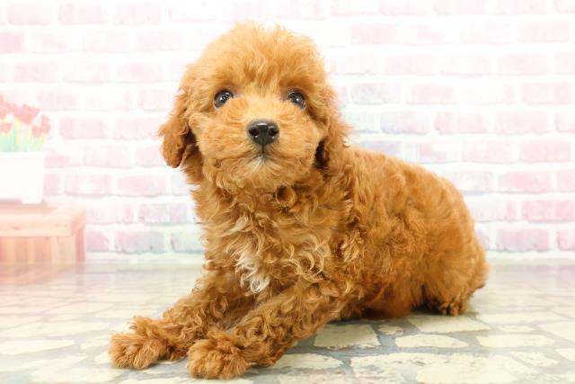 静岡県のトイプードル(トイ) (Coo&RIKU沼津店/2025年10月21日生まれ/女の子/レッド)の子犬の2枚目の画像