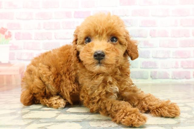 静岡県のトイプードル(トイ) (Coo&RIKU沼津店/2025年10月21日生まれ/女の子/レッド)の子犬の3枚目の画像