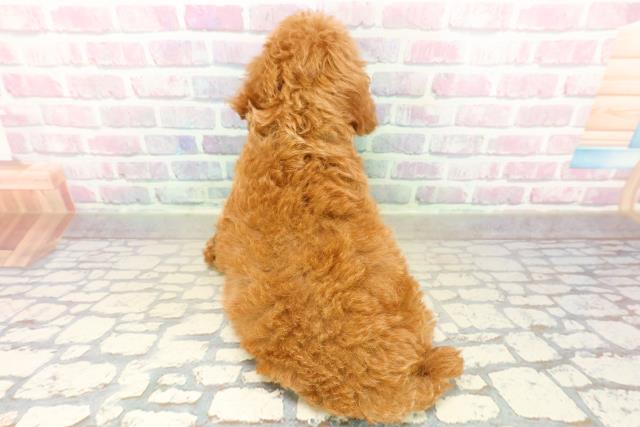 静岡県のトイプードル(トイ) (Coo&RIKU沼津店/2025年10月21日生まれ/女の子/レッド)の子犬の4枚目の画像