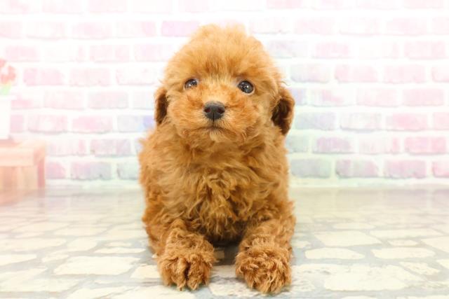 埼玉県のトイプードル(トイ) (Coo&RIKU所沢店/2025年10月21日生まれ/女の子/レッド)の子犬の1枚目の画像