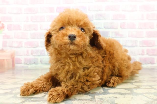 埼玉県のトイプードル(トイ) (Coo&RIKU所沢店/2025年10月21日生まれ/女の子/レッド)の子犬の2枚目の画像