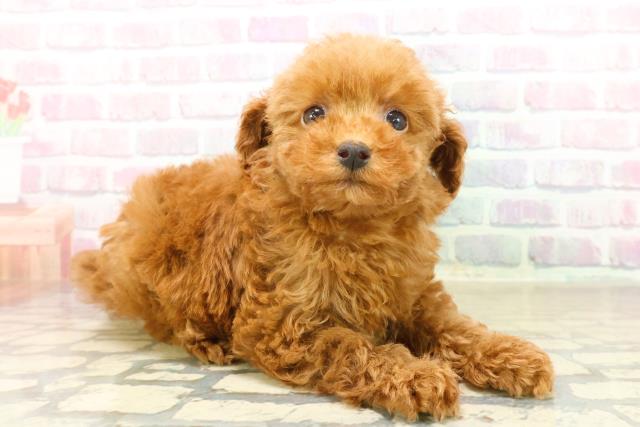 埼玉県のトイプードル(トイ) (Coo&RIKU所沢店/2025年10月21日生まれ/女の子/レッド)の子犬の3枚目の画像