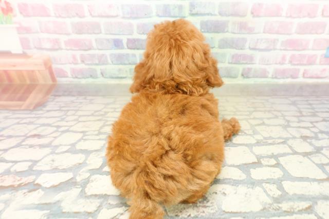 埼玉県のトイプードル(トイ) (Coo&RIKU所沢店/2025年10月21日生まれ/女の子/レッド)の子犬の4枚目の画像