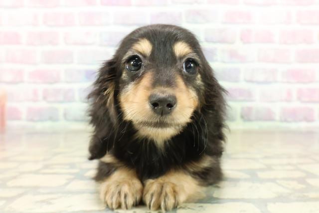 ミニチュア・ダックスフンド