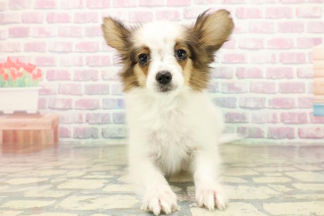 東京都のパピヨン (Coo&RIKU足立本店/2025年9月24日生まれ/男の子/ホワイトブラウン)の子犬の1枚目の画像