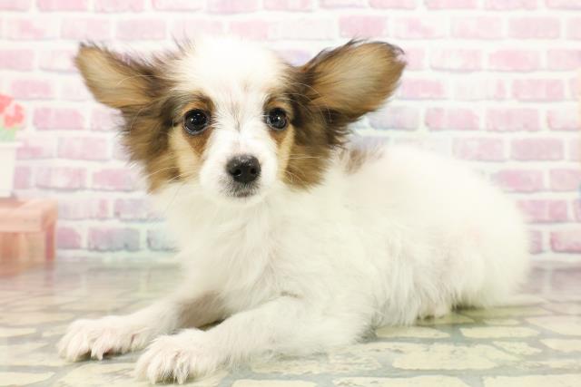 東京都のパピヨン (Coo&RIKU足立本店/2025年9月24日生まれ/男の子/ホワイトブラウン)の子犬の2枚目の画像