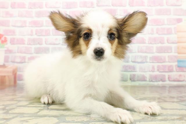 東京都のパピヨン (Coo&RIKU足立本店/2025年9月24日生まれ/男の子/ホワイトブラウン)の子犬の3枚目の画像