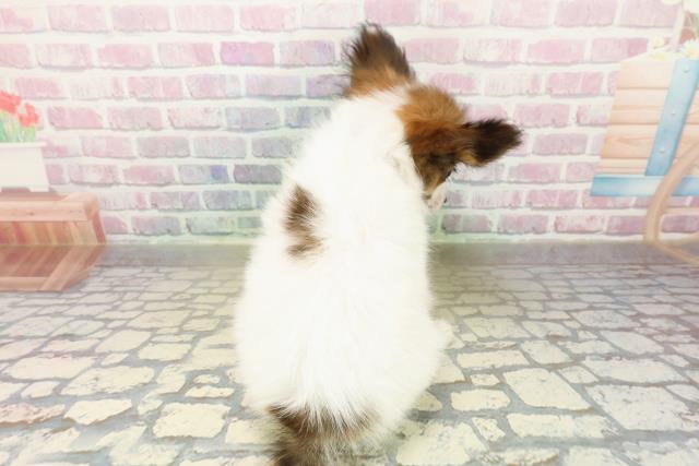 東京都のパピヨン (Coo&RIKU足立本店/2025年9月24日生まれ/男の子/ホワイトブラウン)の子犬の4枚目の画像