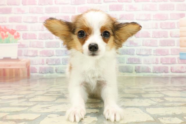 埼玉県のパピヨン (Coo&RIKU岩槻店/2025年9月24日生まれ/女の子/ホワイトブラウン)の子犬の1枚目の画像