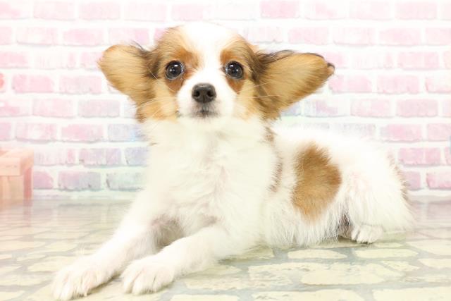 埼玉県のパピヨン (Coo&RIKU岩槻店/2025年9月24日生まれ/女の子/ホワイトブラウン)の子犬の2枚目の画像