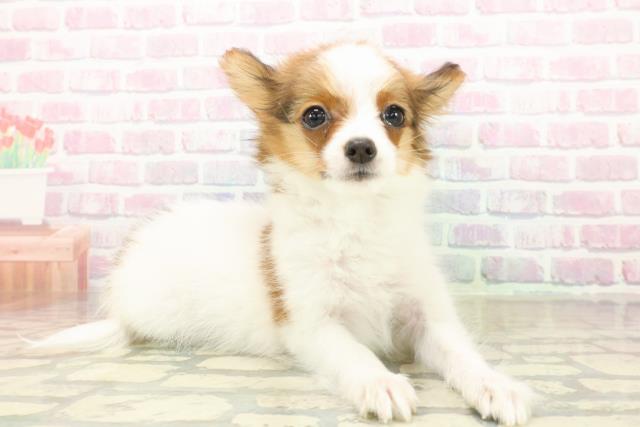 埼玉県のパピヨン (Coo&RIKU岩槻店/2025年9月24日生まれ/女の子/ホワイトブラウン)の子犬の3枚目の画像