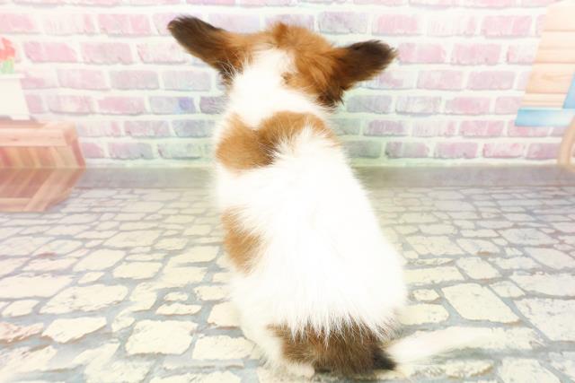 埼玉県のパピヨン (Coo&RIKU岩槻店/2025年9月24日生まれ/女の子/ホワイトブラウン)の子犬の4枚目の画像