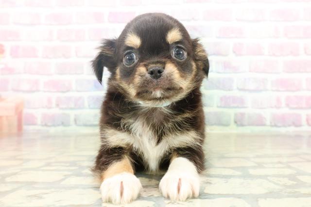 埼玉県のチワワ(ロング) (Coo&RIKU所沢店/2025年10月21日生まれ/男の子/ブラックタンホワイト)の子犬の1枚目の画像