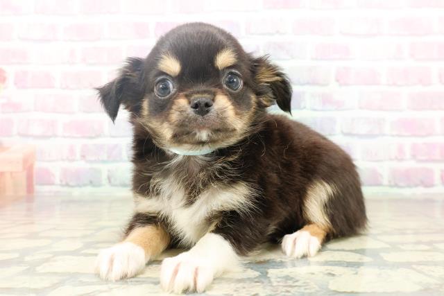 埼玉県のチワワ(ロング) (Coo&RIKU所沢店/2025年10月21日生まれ/男の子/ブラックタンホワイト)の子犬の2枚目の画像