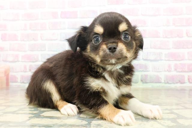 埼玉県のチワワ(ロング) (Coo&RIKU所沢店/2025年10月21日生まれ/男の子/ブラックタンホワイト)の子犬の3枚目の画像