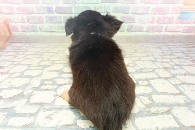 埼玉県のチワワ(ロング) (Coo&RIKU所沢店/2025年10月21日生まれ/男の子/ブラックタンホワイト)の子犬の4枚目の画像