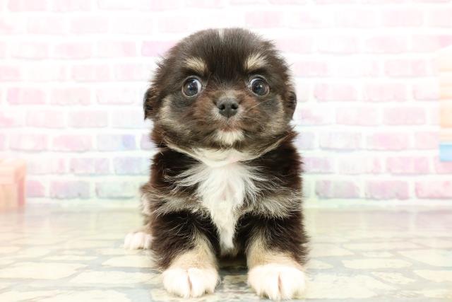 東京都のチワワ(ロング) (Coo&RIKU阿佐ヶ谷店/2025年10月21日生まれ/女の子/ブラックタンホワイト)の子犬の1枚目の画像