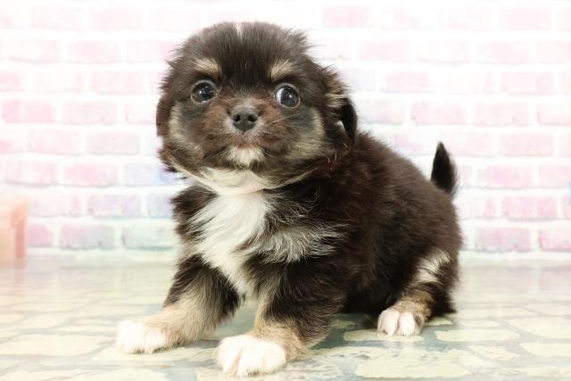 東京都のチワワ(ロング) (Coo&RIKU阿佐ヶ谷店/2025年10月21日生まれ/女の子/ブラックタンホワイト)の子犬の2枚目の画像