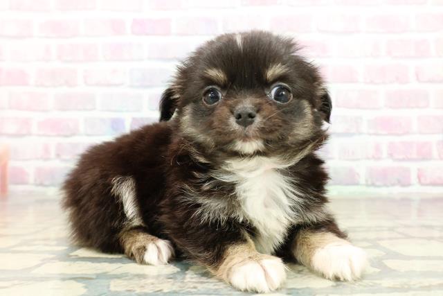 東京都のチワワ(ロング) (Coo&RIKU阿佐ヶ谷店/2025年10月21日生まれ/女の子/ブラックタンホワイト)の子犬の3枚目の画像