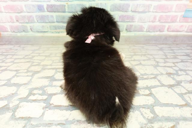 東京都のチワワ(ロング) (Coo&RIKU阿佐ヶ谷店/2025年10月21日生まれ/女の子/ブラックタンホワイト)の子犬の4枚目の画像