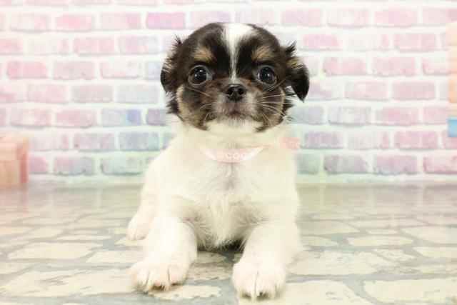 茨城県のチワワ(ロング) (Coo&RIKU水戸店/2025年10月21日生まれ/女の子/ホワイトブラックタン)の子犬の1枚目の画像